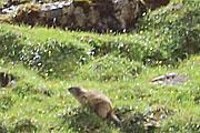 Murmeltiere in der Landschaft (©Foto. Martin Schmitz)